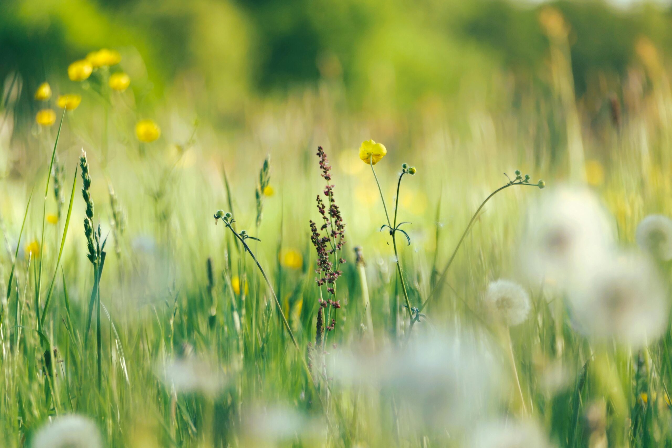 Hay fever season | Systematic Kinesiology is here to help